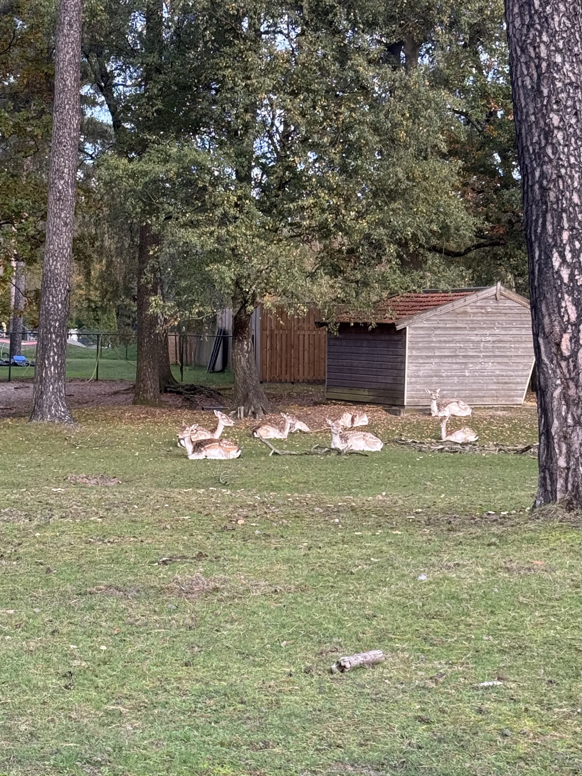 Vliegenzwam paddenstoel op open gras met herfstbladeren