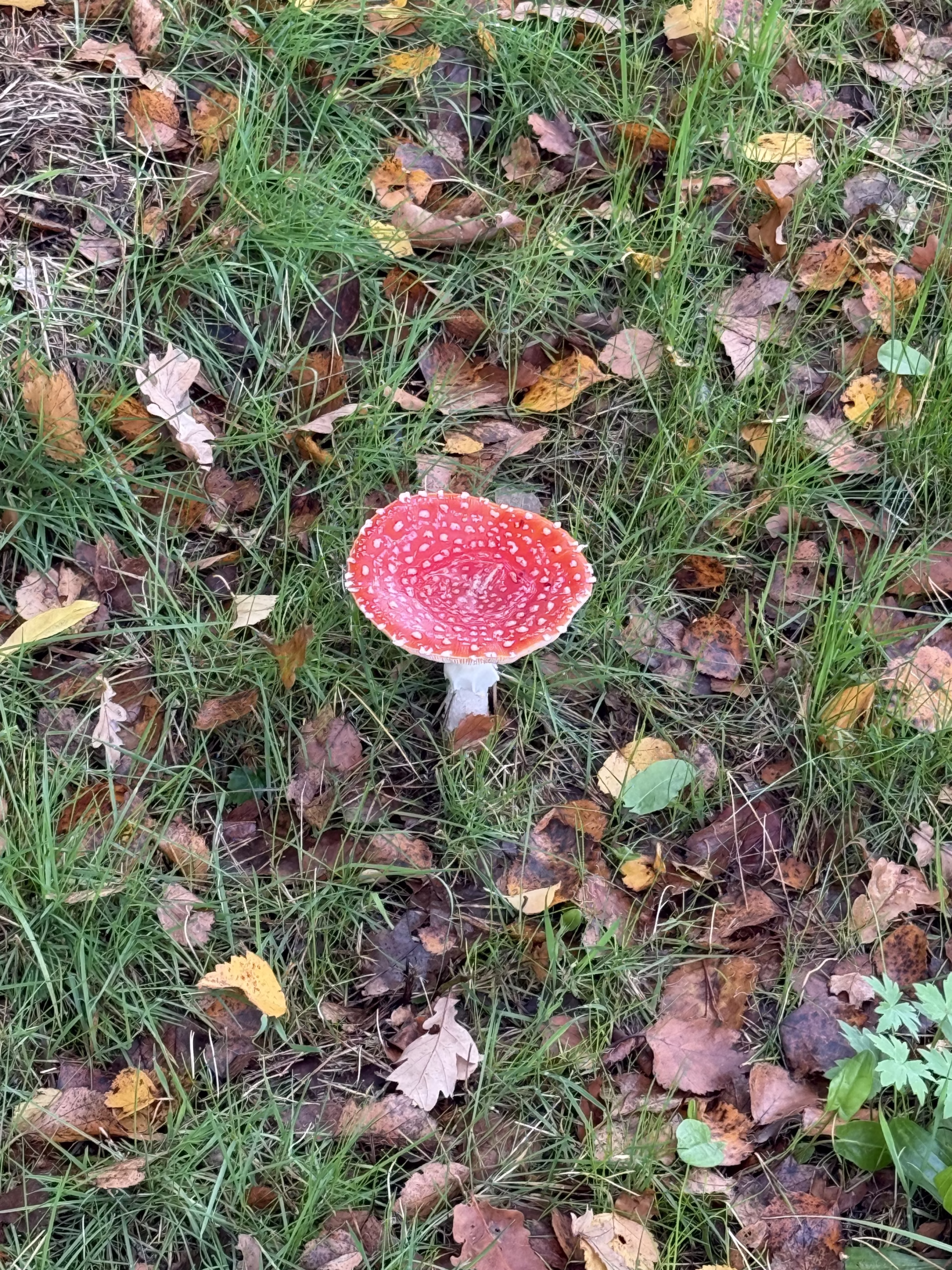 Mascotte van De Kleine Wolf komt door de deur kijken
