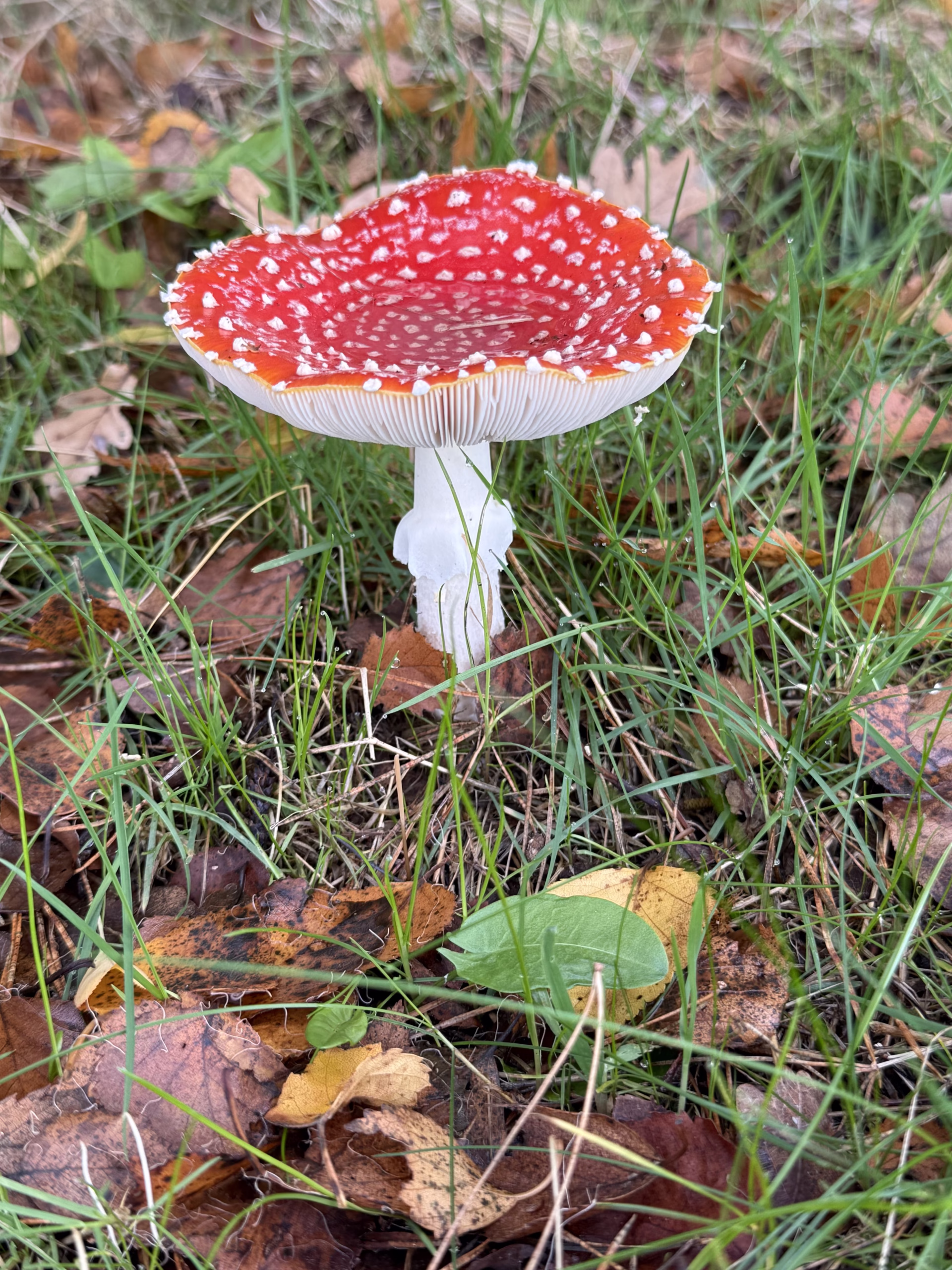 Vliegenzwam paddenstoel rood met witte stippen tussen bladeren