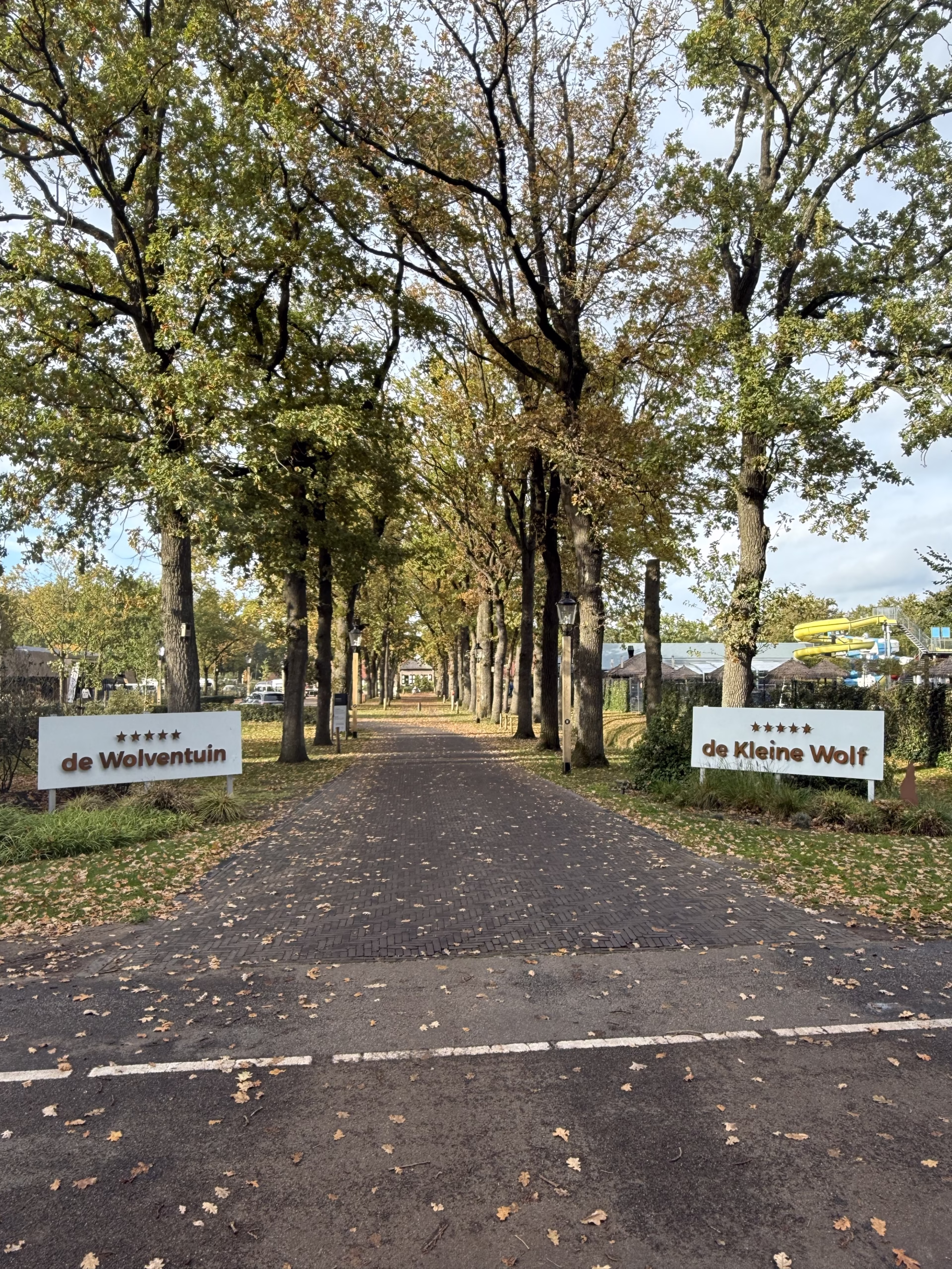 Cluster paddenstoelen in het bos op de grond