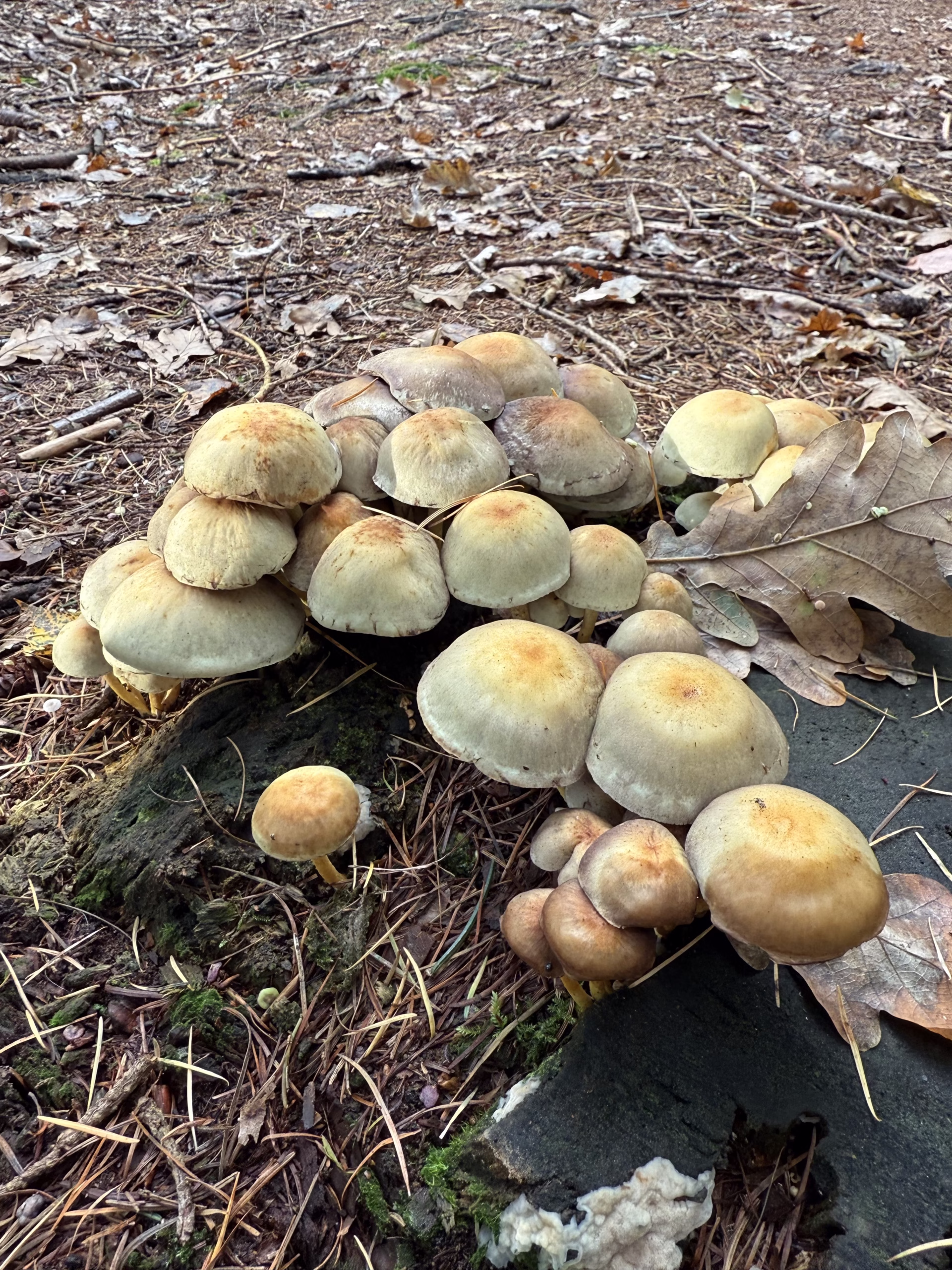 Oprijlaan met bomen en verlichte borden De Kleine Wolf bij avond