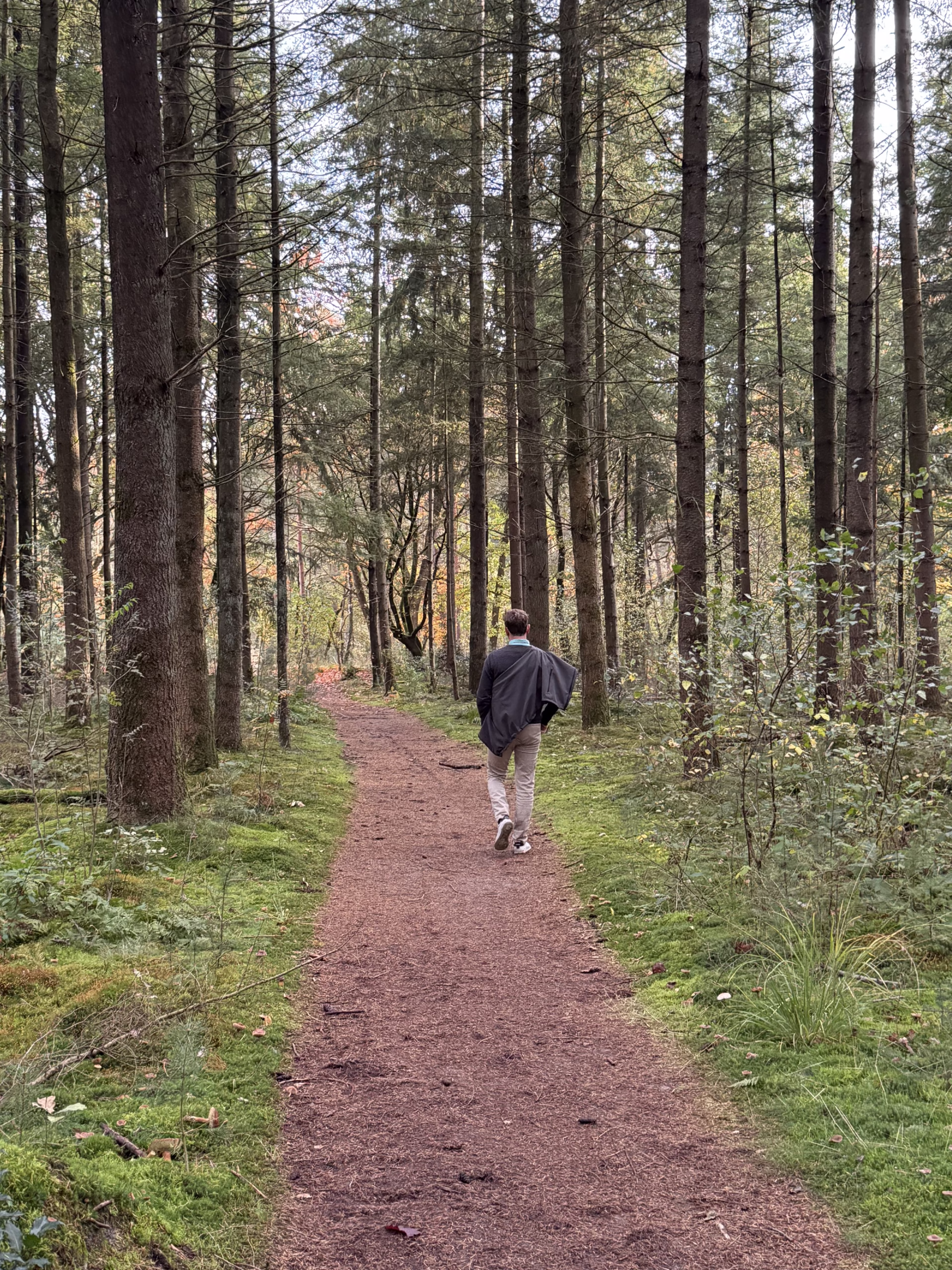 Bospaadje met wandelaar in de verte